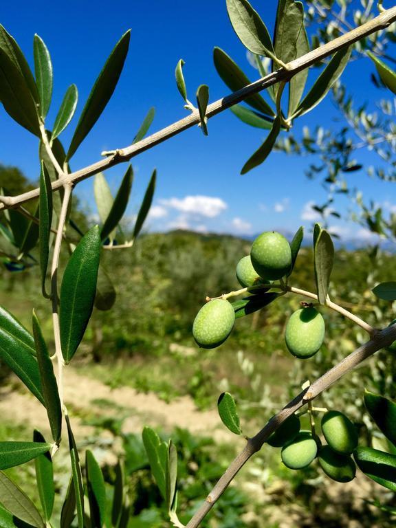 Poggio Paradiso Apartments Mengara Dış mekan fotoğraf